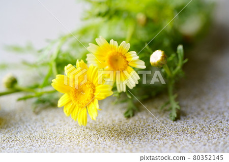 放在地板上的冠菊花 放在地板上的冠菊花 80352145