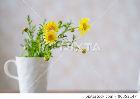 A garland chrysanthemum flower in a cup A garland chrysanthemum flower in a cup 80352147