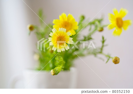 A garland chrysanthemum flower in a cup 80352150