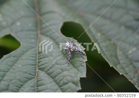 在葉子的公跳蛛 80352159