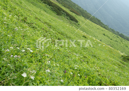 日高山脈戶田別卡爾頭上的花田 日高山脈戶田別卡爾頭上的花田 80352169