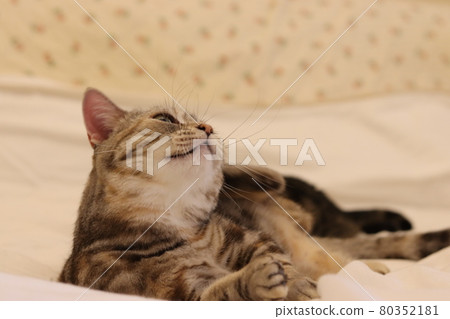 Head scratching cat American Shorthair Silver Patched Tabby Head scratching cat American Shorthair Silver Patched Tabby 80352181