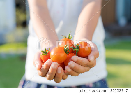 Mini tomato children harvest palm Mini tomato children harvest palm 80352747