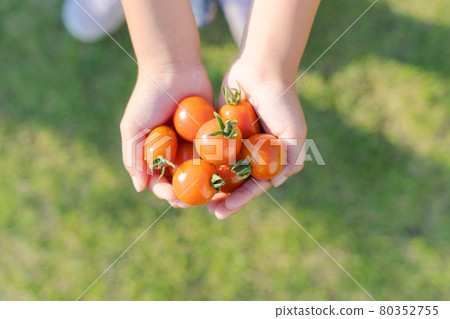Mini tomato children harvest palm 80352755
