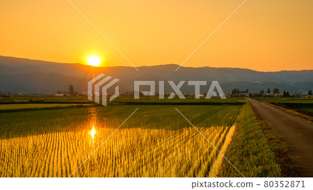 Rural scenery in early summer (dusk) 80352871