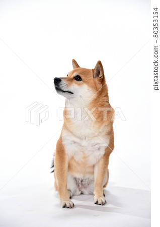 Shiba Inu's simple studio portrait Shiba Inu's simple studio portrait 80353154