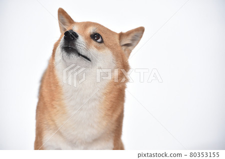 Shiba Inu 的簡單工作室肖像 80353155