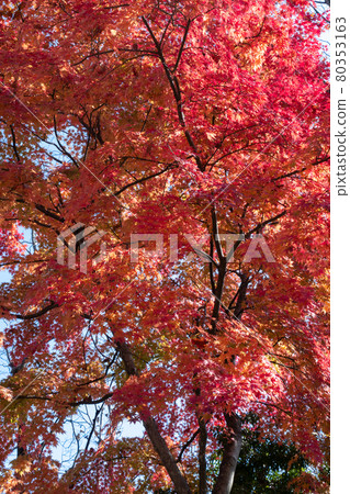 Autumn leaves of maple Autumn leaves of maple 80353163