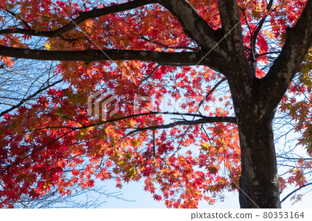 Autumn leaves of maple 80353164