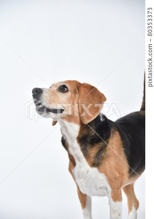 Beagle 的簡單工作室肖像 80353373