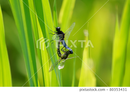 Mating of Lyriothemis pachyderm A couple of Lyriothemis pachyderm 80353431
