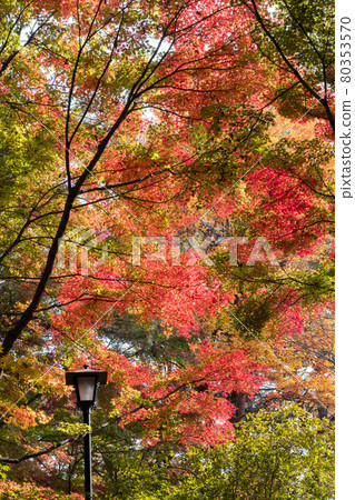 秋天的楓葉 80353570