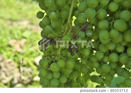 Merlot affected by downy mildew 80353713