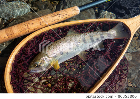 Amago fishing River fishing 80353800