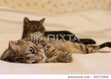 Cat American Shorthair Silver Patched Tabby looking at the camera while lying down 80353869