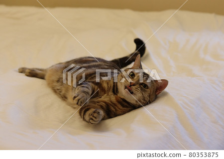 Cat American Shorthair Silver Patched Tabby Playing While Winding Cat American Shorthair Silver Patched Tabby Playing While Winding 80353875