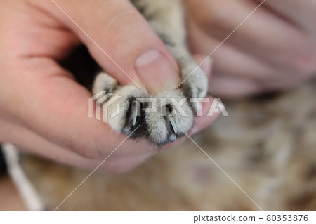 貓爪美國短毛貓 貓爪美國短毛貓 80353876