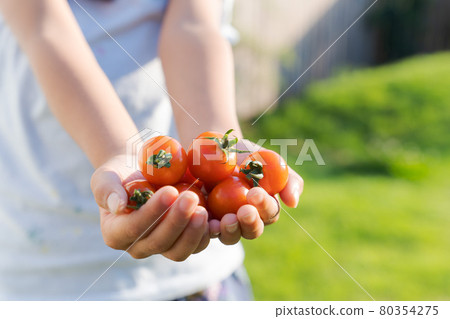 Mini tomato children harvest palm 80354275