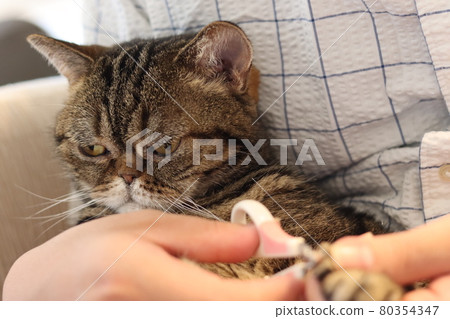 American Shorthair Brown Tabby, a cat with a nose that dislikes nail clippers and looks away American Shorthair Brown Tabby, a cat with a nose that dislikes nail clippers and looks away 80354347