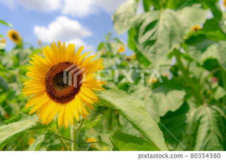 Many sunflowers blooming in the sunflower field in Musashimurayama, Tokyo 80354380