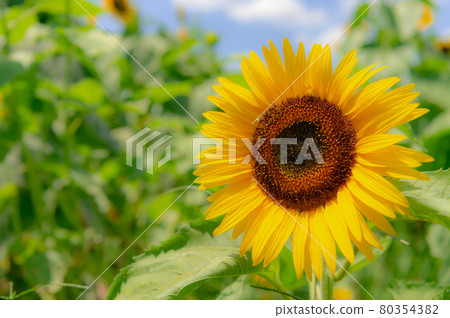 Many sunflowers blooming in the sunflower field in Musashimurayama, Tokyo 80354382