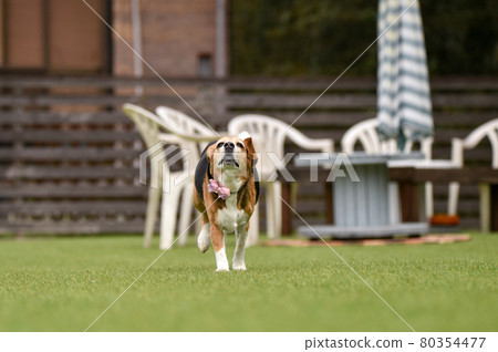 Beagle playing with a dog run Beagle playing with a dog run 80354477