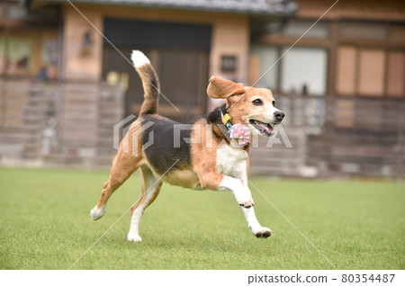 Beagle playing with a dog run Beagle playing with a dog run 80354487