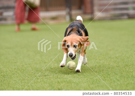 比格犬玩狗跑 80354533