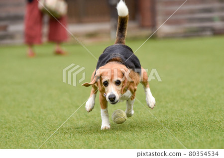 比格犬玩狗跑 80354534