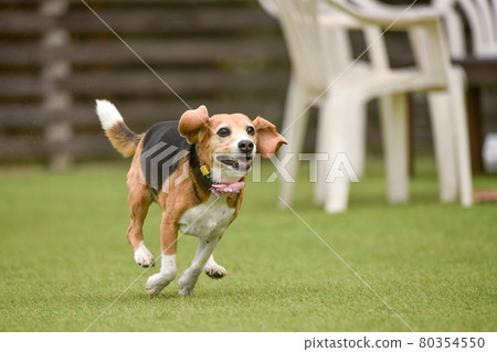 Beagle playing with a dog run Beagle playing with a dog run 80354550