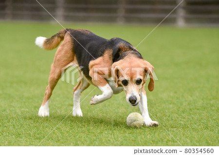 Beagle playing with a dog run 80354560