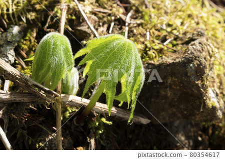 Young leaves of Momijigasa (Mt. Ishizuchi, Ehime Prefecture) Young leaves of Momijigasa (Mt. Ishizuchi, Ehime Prefecture) 80354617