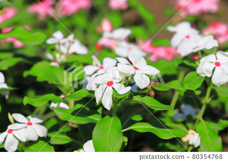 Full bloom day grass (Nichinichisou) Full bloom day grass (Nichinichisou) 80354768