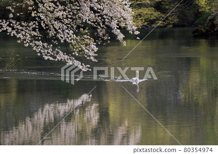 Wild cherry blossoms and swans 80354974