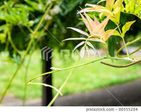 藤蔓伸展的紫藤芽 藤蔓伸展的紫藤芽 80355284