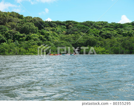 Mangrove cruise on Nakama River on Iriomote Island at high tide Mangrove cruise on Nakama River on Iriomote Island at high tide 80355295