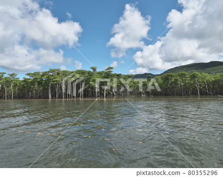 Mangrove cruise on Nakama River on Iriomote Island at high tide Mangrove cruise on Nakama River on Iriomote Island at high tide 80355296