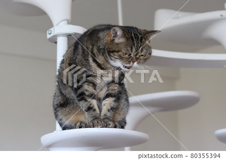 貓 American Shorthair Brown Tabby Cat Tower 80355394