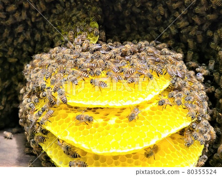 Bees and nest honey The great work of bees 80355524