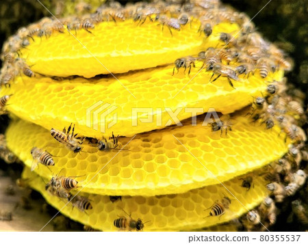 Bees and nest honey The great work of bees 80355537