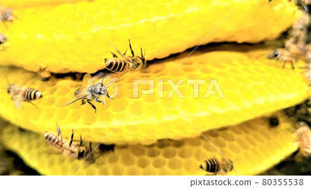 Bees and nest honey The great work of bees Bees and nest honey The great work of bees 80355538