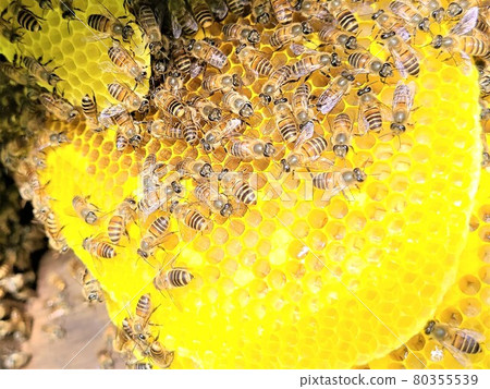 Bees and nest honey The great work of bees 80355539
