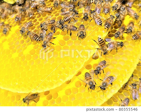 Bees and nest honey The great work of bees 80355546