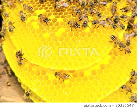 Bees and nest honey The great work of bees Bees and nest honey The great work of bees 80355547