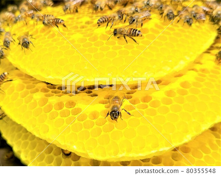 Bees and nest honey The great work of bees 80355548