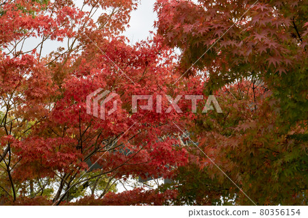 Autumn leaves autumn background Autumn leaves autumn background 80356154