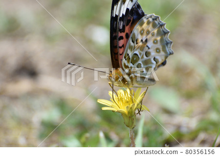 An orange butterfly perched on purple clover An orange butterfly perched on purple clover 80356156