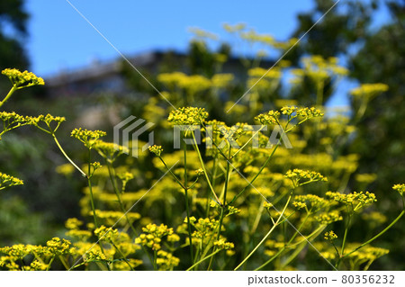 四郎（插花） 80356232