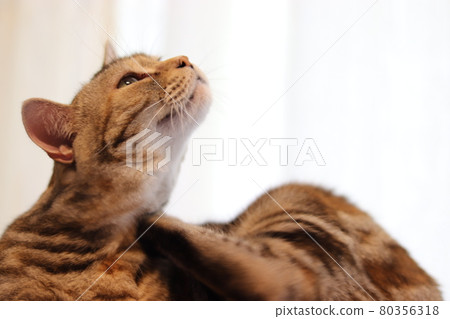 Neck Scratch Cat American Shorthair 銀色補丁虎斑貓 Neck Scratch Cat American Shorthair 銀色補丁虎斑貓 80356318