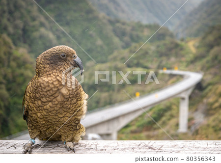 Mountain parrot posing. Closeup shot of native Nestor Kea located only on South Island of New Zealand 80356343
